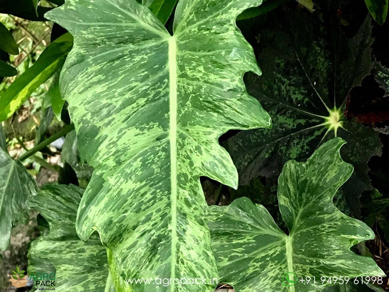 Philodendron-Mottled-Dragon1