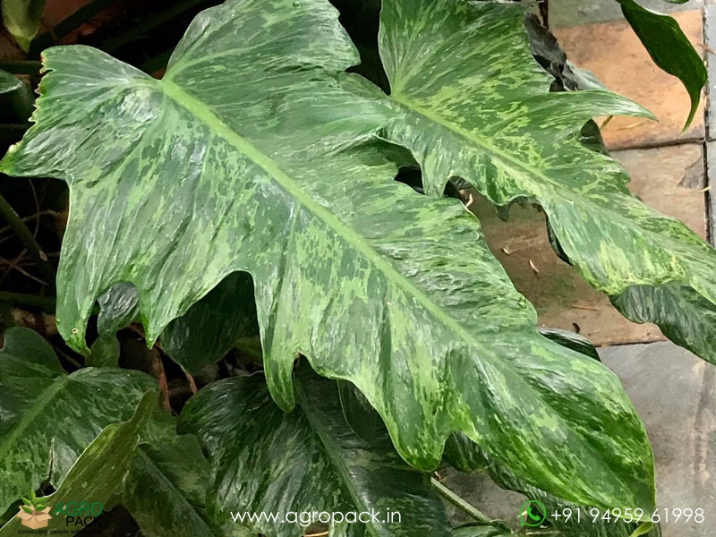 Philodendron-Mottled-Dragon2