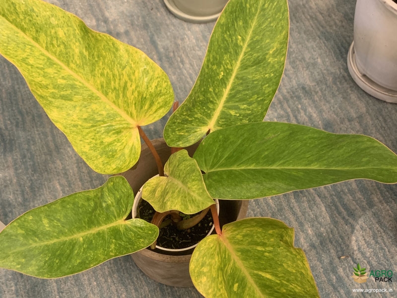 Philodendron-PaintedLady2