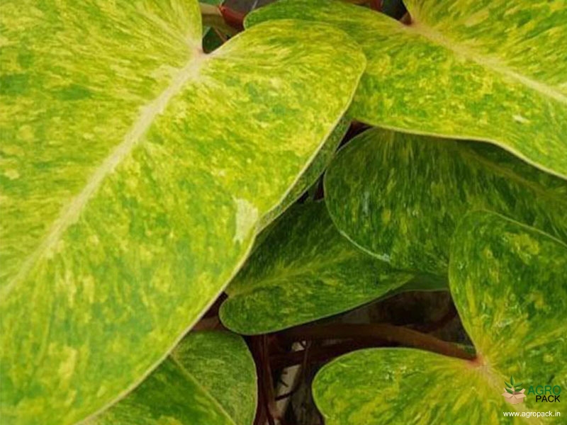 Philodendron-PaintedLady3