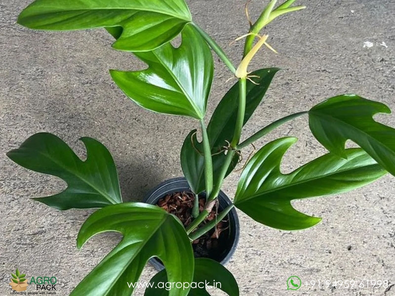 Philodendron-Panduriforme2
