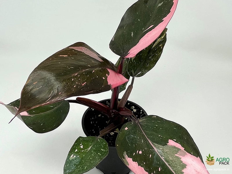 Philodendron-Pink-Princess3