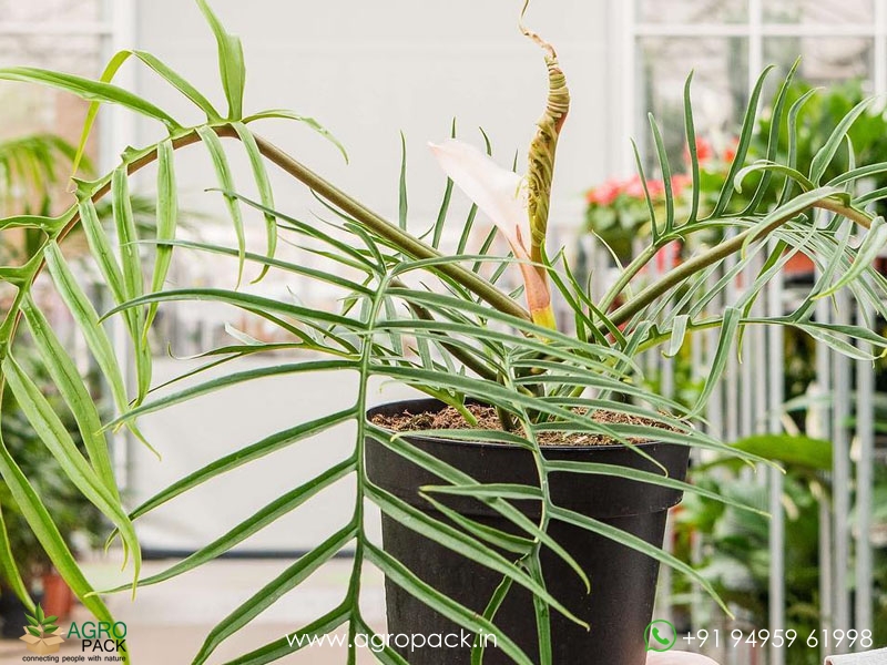 Philodendron-Polypodioides1