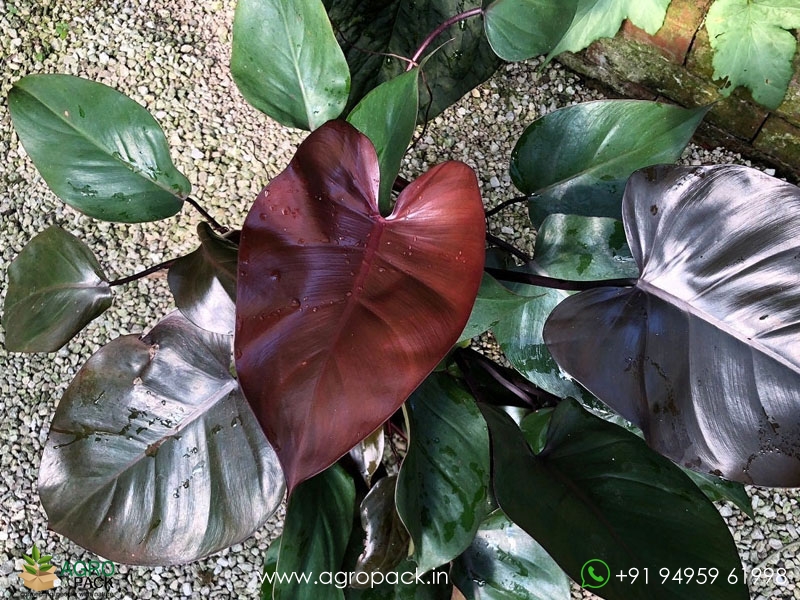 Philodendron-Royal-Queen-Black1