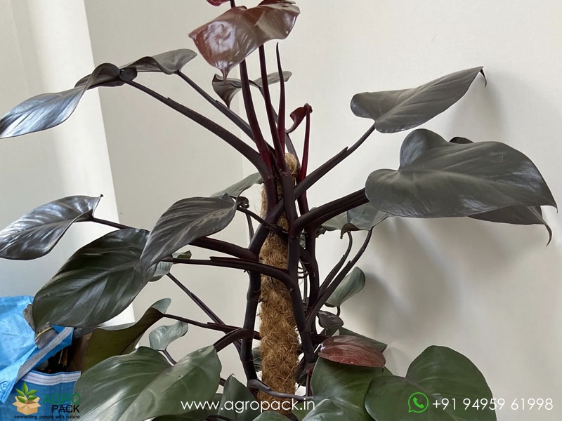 Philodendron-Royal-Queen-Black2