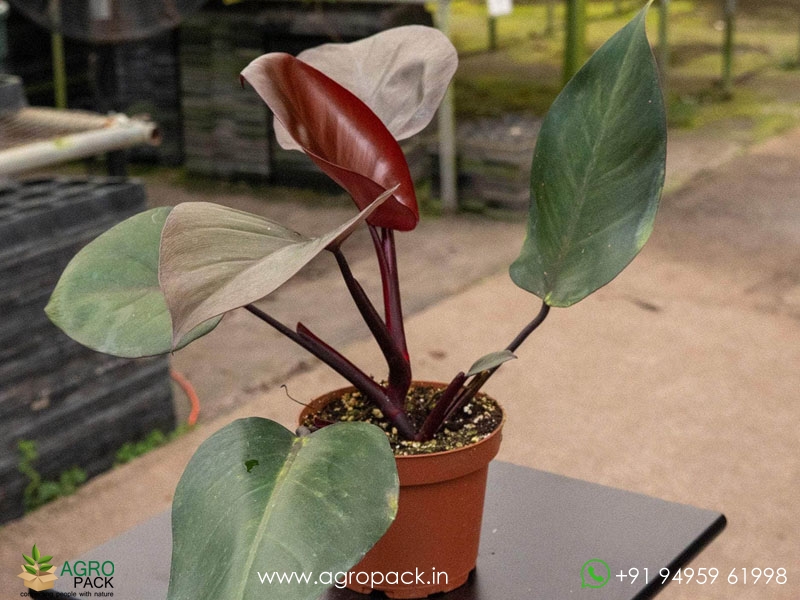 Philodendron-Royal-Queen-Black4