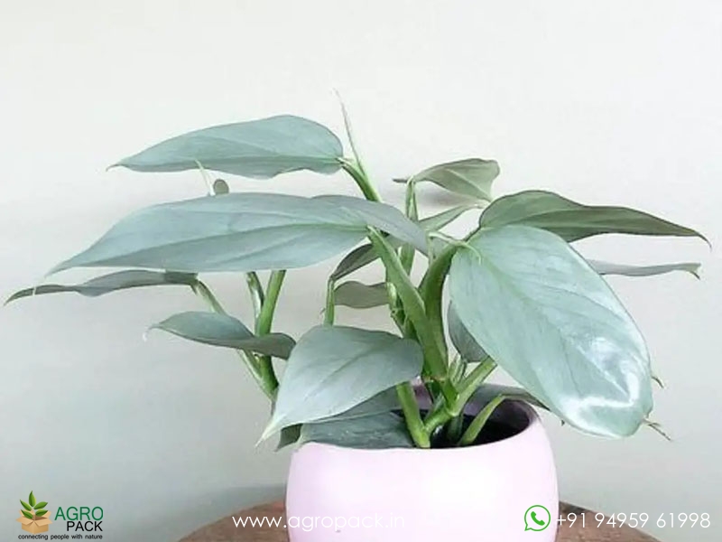 Philodendron-Silver-Sword2