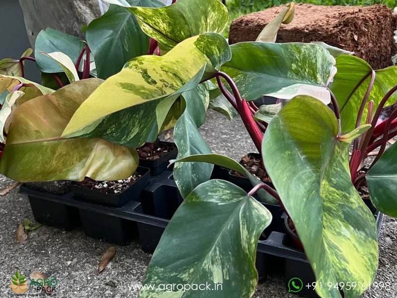 Philodendron-Strawberry-Shake4