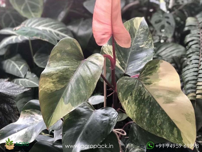 Philodendron-Strawberry-Shake5