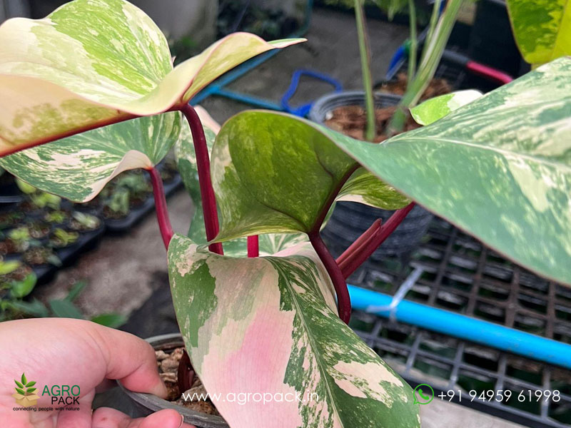 Philodendron-Strawberry-Shake7