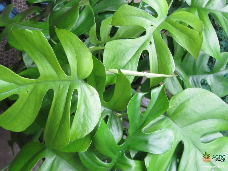 Philodendron-Tetrasperma1