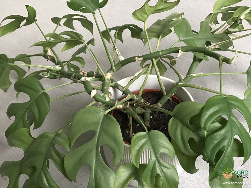Philodendron-Tetrasperma3