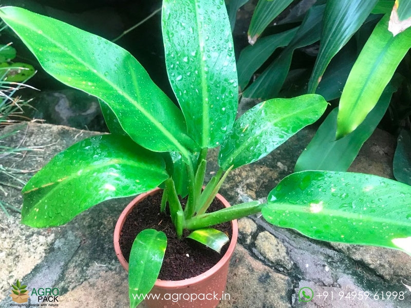 Philodendron-Wendlandii2