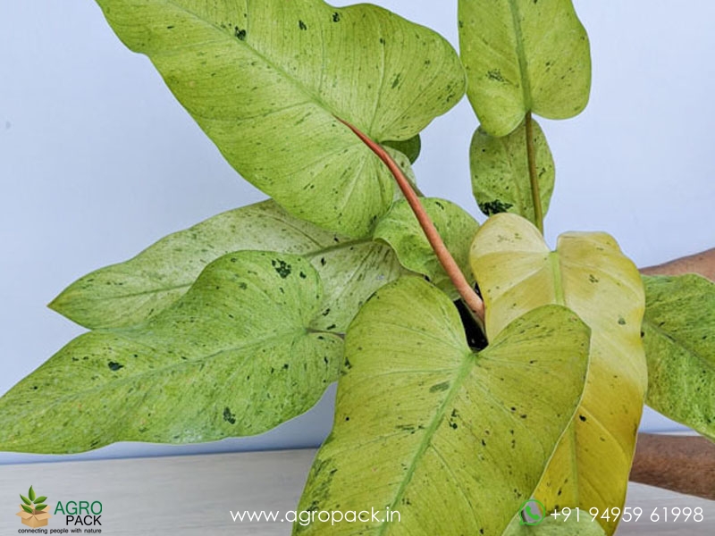 Philodendron-Whipple-Way2