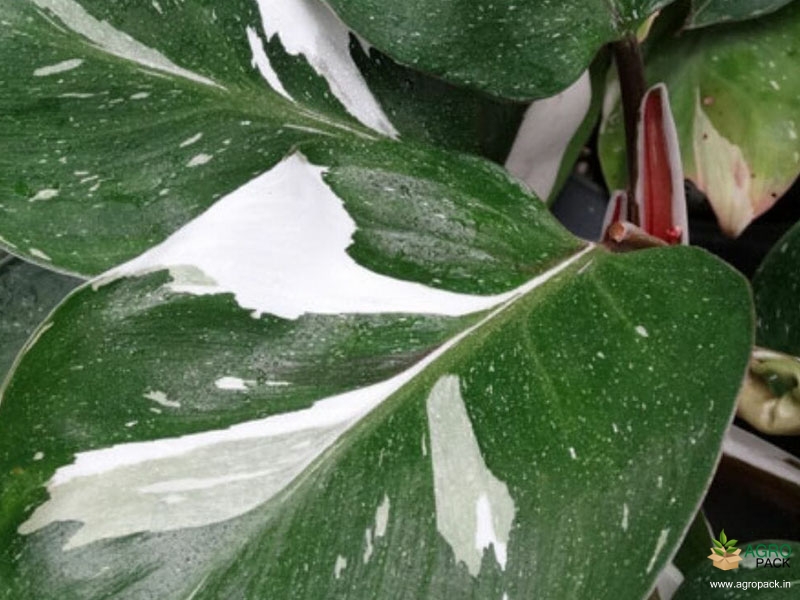 Philodendron-White-Knight1