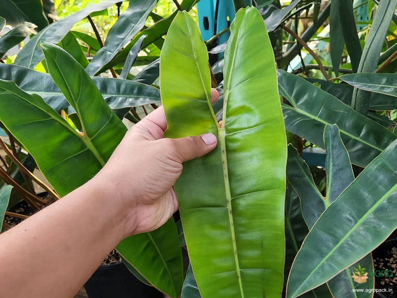 Philodendron-atabapoense2
