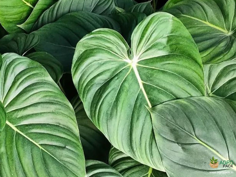 Philodendron-mcdowell1
