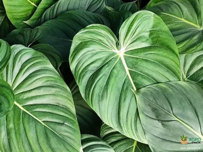 Philodendron-mcdowell3