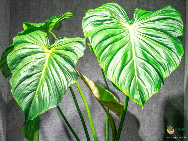 Philodendron-mcdowell4
