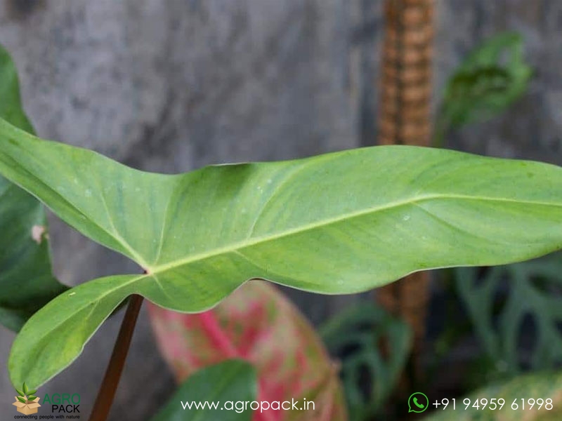 Philodendron-mexicanum1