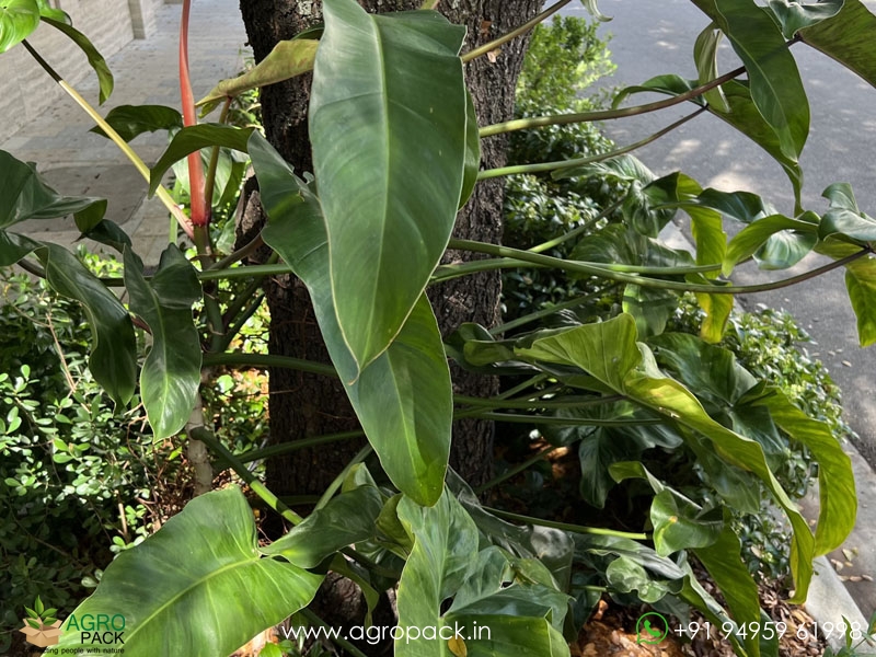 Philodendron-mexicanum3