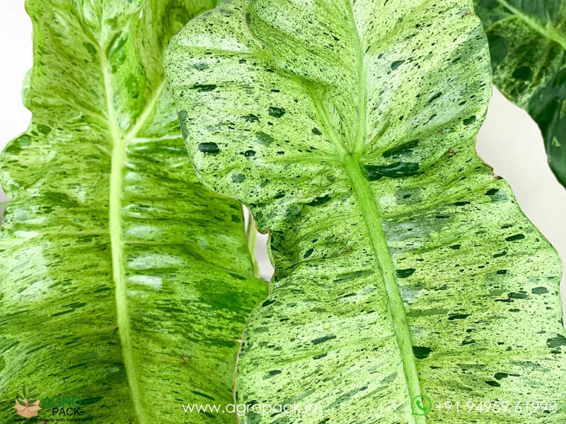 Philodendron-paraiso-verde2