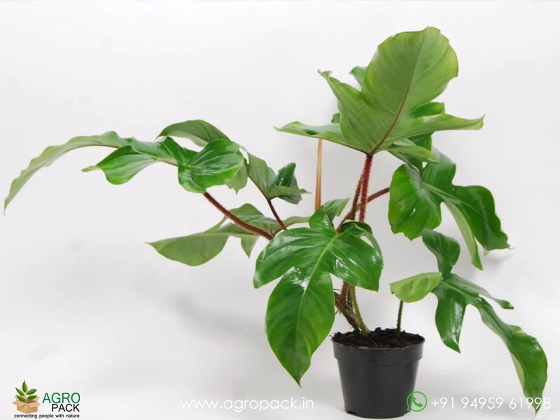 Philodendron-squamiferum1