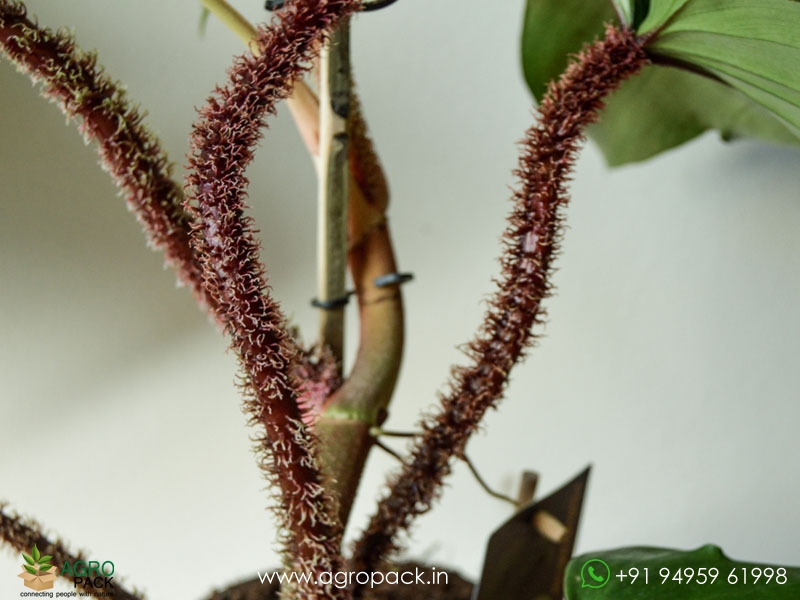 Philodendron-squamiferum2