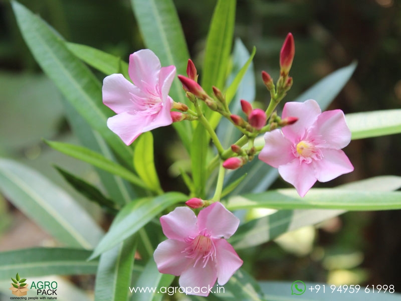 Pink-Oleander4