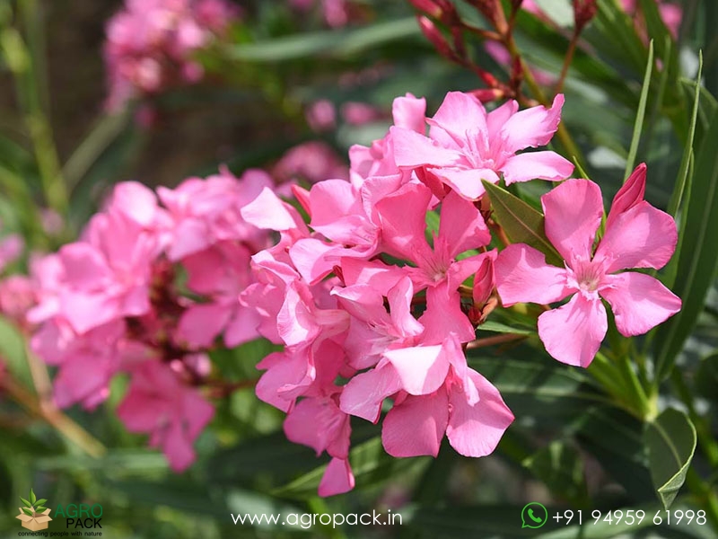 Pink-Oleander5