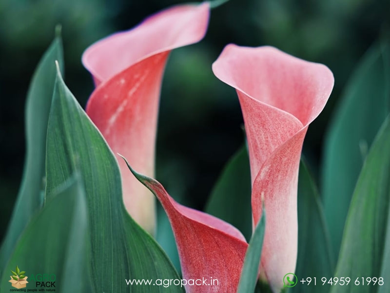 Pink-Peace-Lily1
