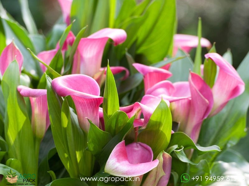 Pink-Peace-Lily2