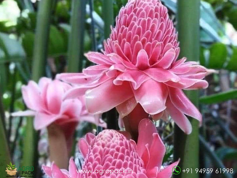 Pink-Torch-Ginger1
