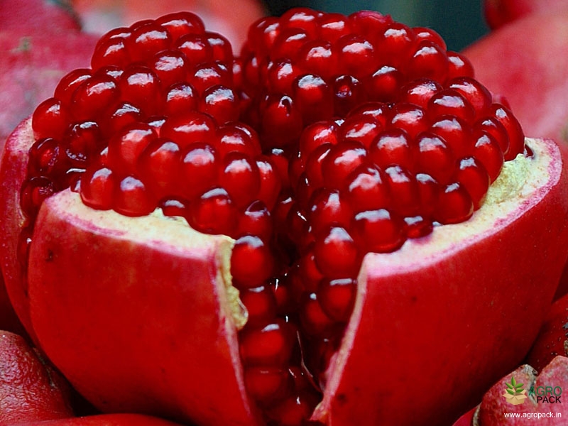 Pomegranate4