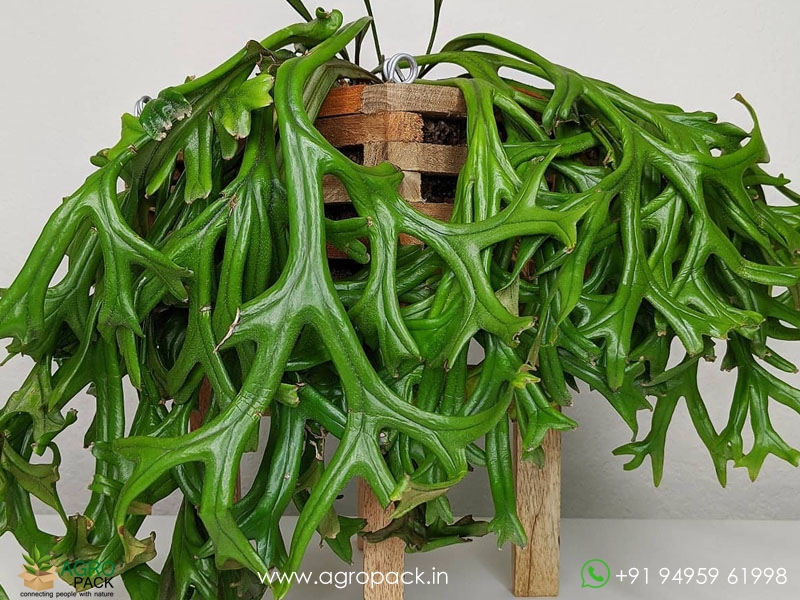 Pyrrosia-longifolia-cristata-fern1
