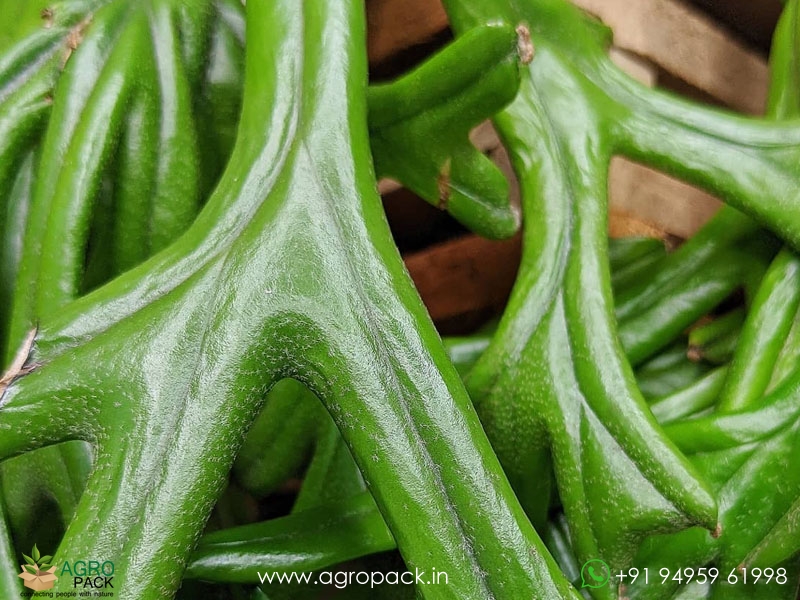 Pyrrosia-longifolia-cristata-fern2