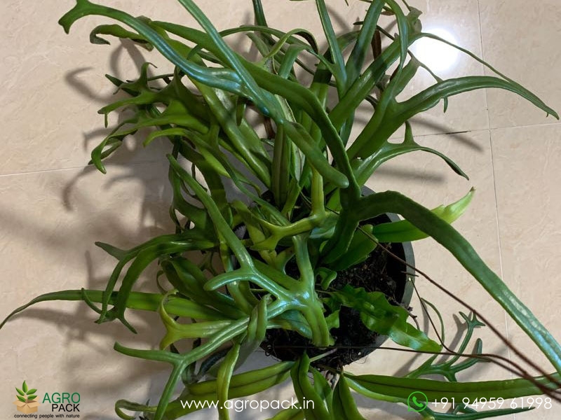 Pyrrosia-longifolia-cristata-fern3