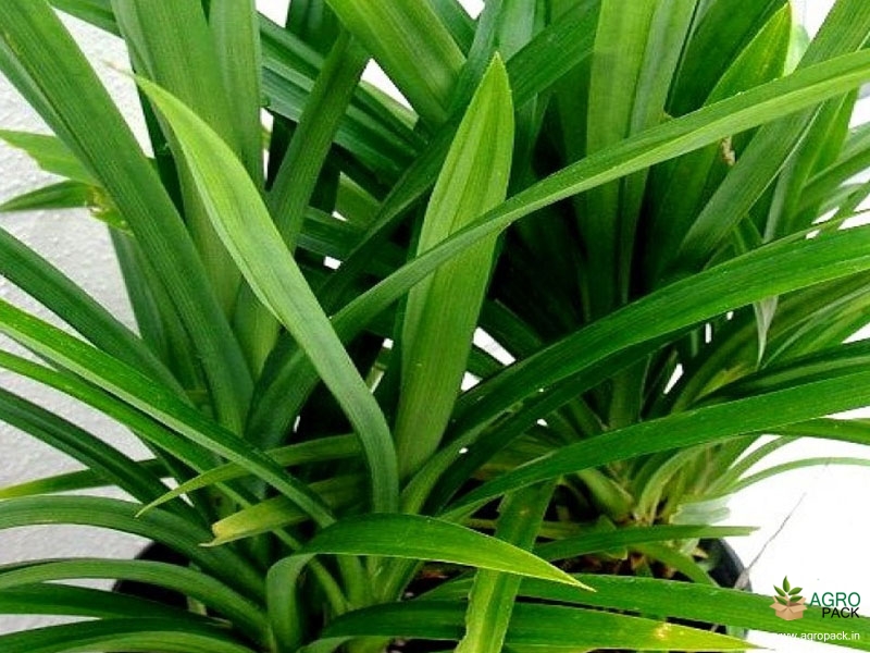 Rambha-Leaf-Plant2