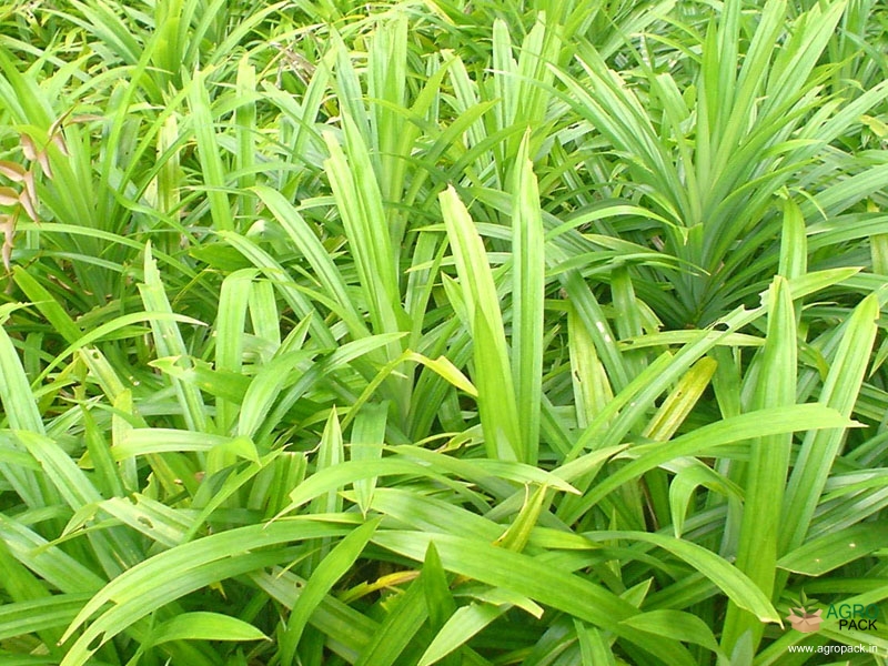 Rambha-Leaf-Plant3