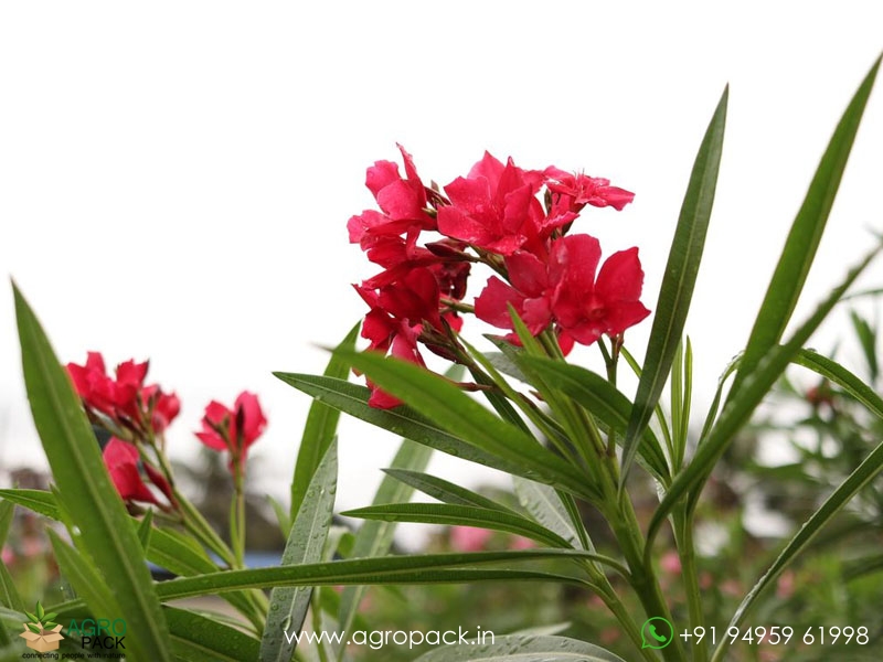Red-Arali-Oleander2