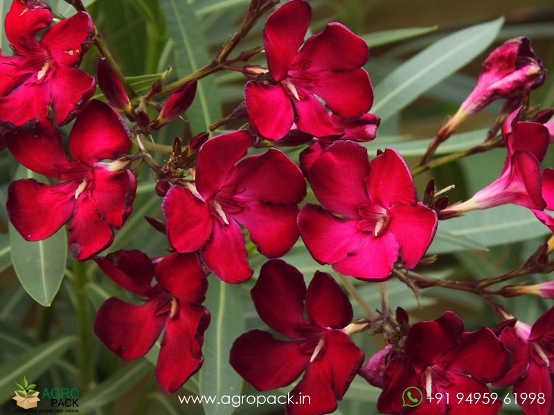Red-Arali-Oleander3