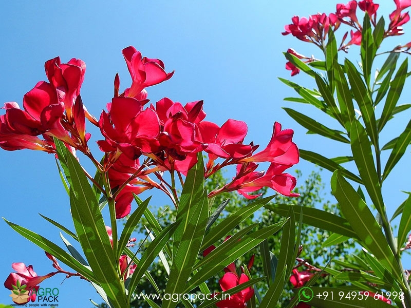 Red-Arali-Oleander4