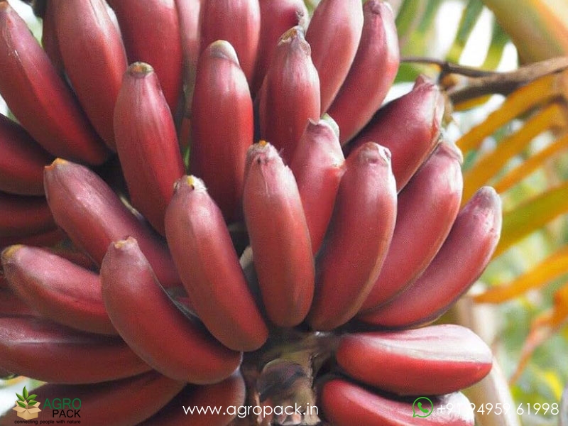 Red-Banana1