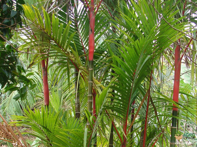 Red-Palm5