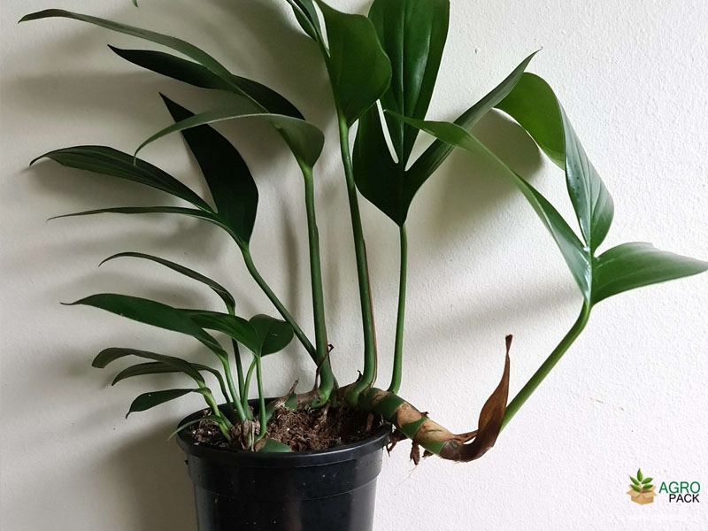 Rhaphidophora-Decursiva-Dragon-Tail-Plant3