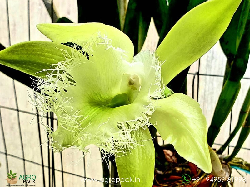 Rhyncholaelia-digbyana-Green-Giant-Orchid1