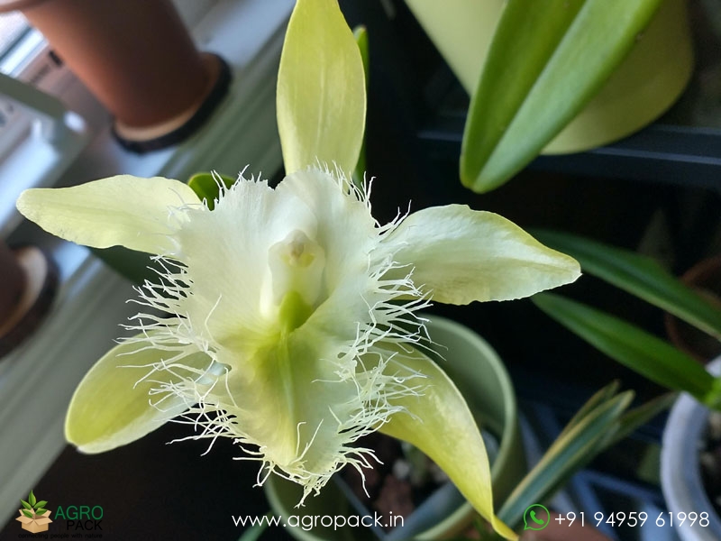 Rhyncholaelia-digbyana-Green-Giant-Orchid2