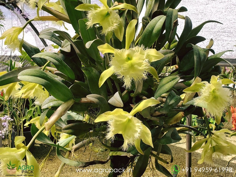 Rhyncholaelia-digbyana-Green-Giant-Orchid4