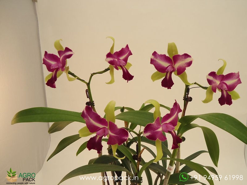 Rhyncholaeliocattleya-Chyong-Guu-Benz-Orchid5