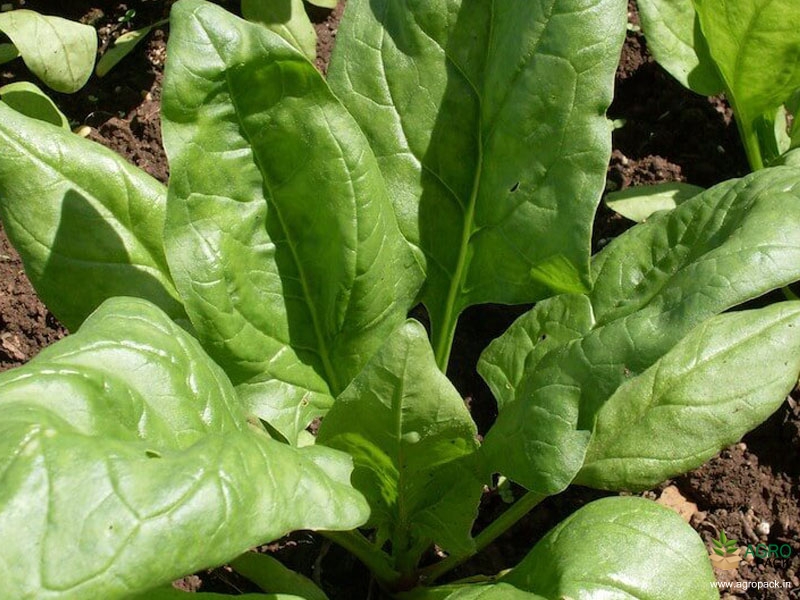 Spinach-(Palak---Surbhi)2